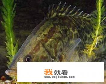 香辣蟹是不是都能吃？