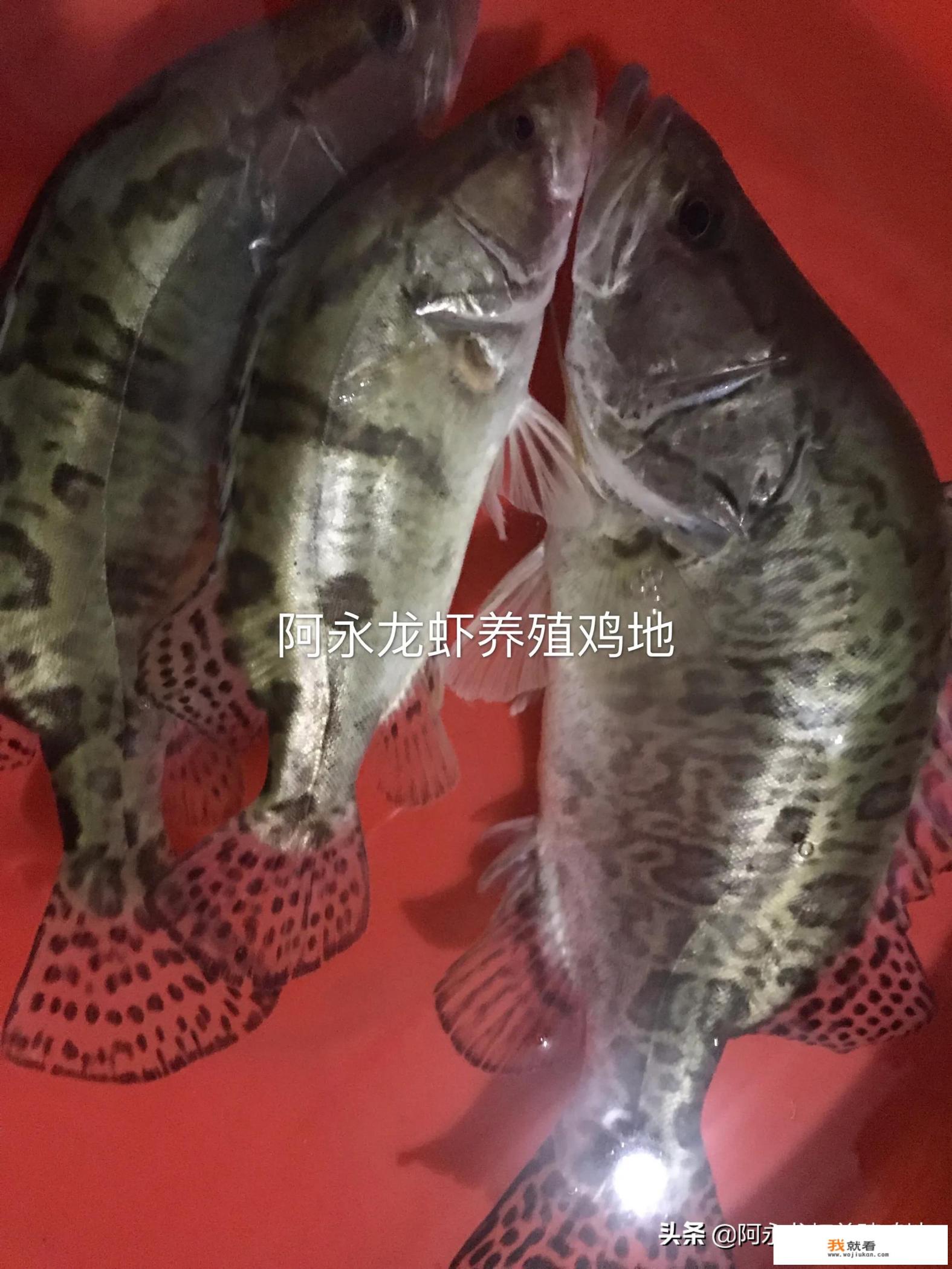 香辣蟹是不是都能吃？
