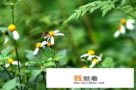 “飒飒西风满院栽”这首诗指什么东东？