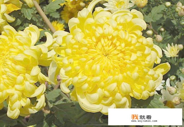 “飒飒西风满院栽”这首诗指什么东东？