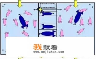 母猪诱情最佳方案？