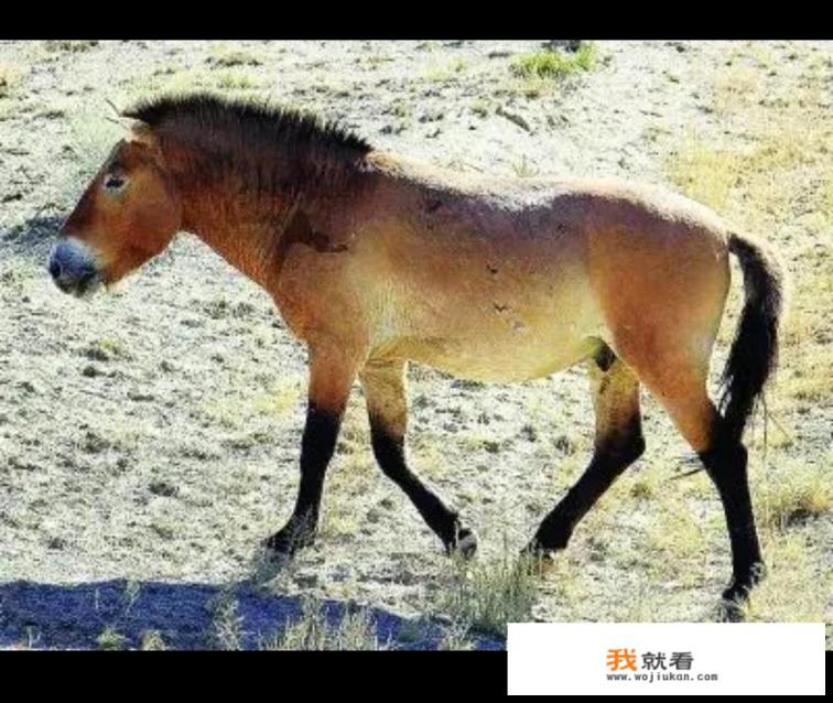 福特野马各个版本的区别？