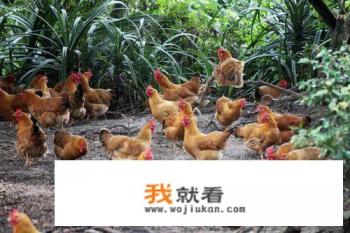 文昌鸡正宗老字号？