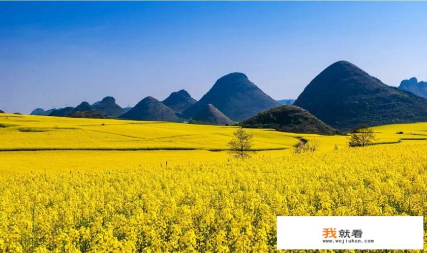 云南罗平县有100万亩油菜花，现在油菜花已经盛开，你会选择去这里旅游吗？