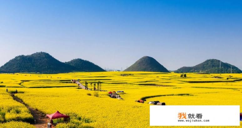 云南罗平县有100万亩油菜花，现在油菜花已经盛开，你会选择去这里旅游吗？