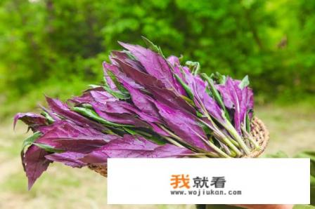 紫背天葵什么时候种？