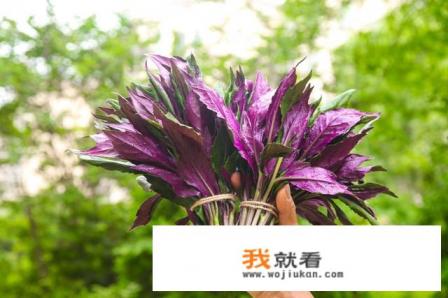 紫背天葵什么时候种？