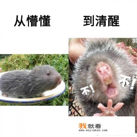 vivo y5游戏怎么开精彩时刻？