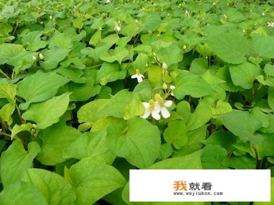 你的家乡有什么特色家常美食，但吃起来又有一点重口？