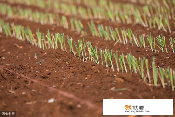 韭菜种植的正确方法？