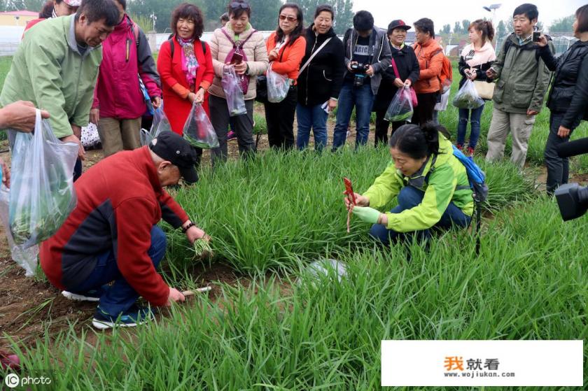 韭菜种植的正确方法？