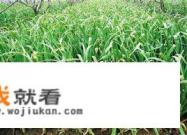 大蒜种植技术和管理方法？