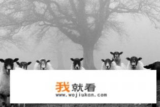 村上春树哪些书好看？村上春树最值得看的十本书？