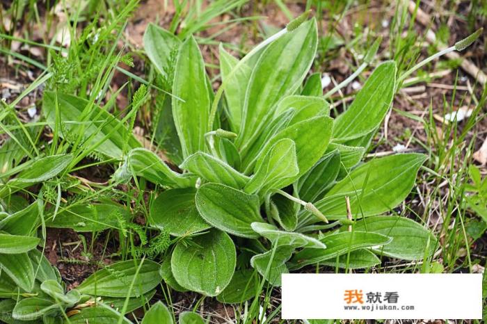 车前草可以降尿酸吗？车前草有哪些功效？