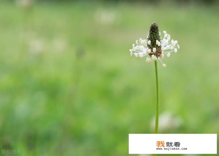 车前草可以降尿酸吗？车前草有哪些功效？
