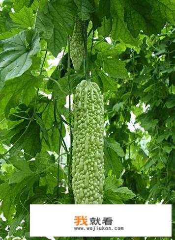 夏天长的蔬菜有哪些？