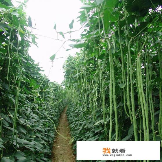 夏天长的蔬菜有哪些？