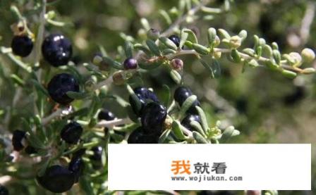 黑枸杞泡水正确方法是什么？
