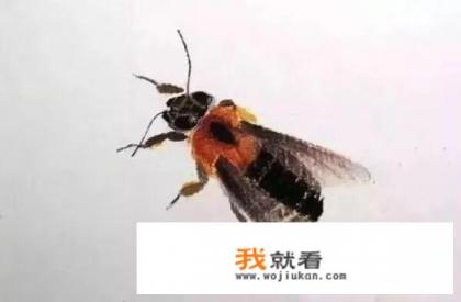 幼儿画粽子文案？