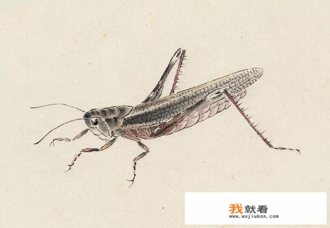幼儿画粽子文案？