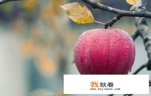 冰糖心苹果和红富士哪种好？