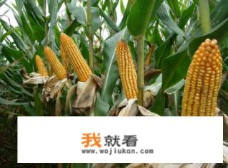隆禧119玉米种多少钱一包？