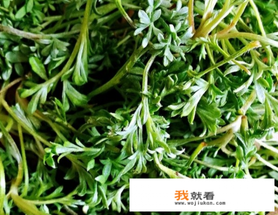 茵陈蒸菜的家常做法？