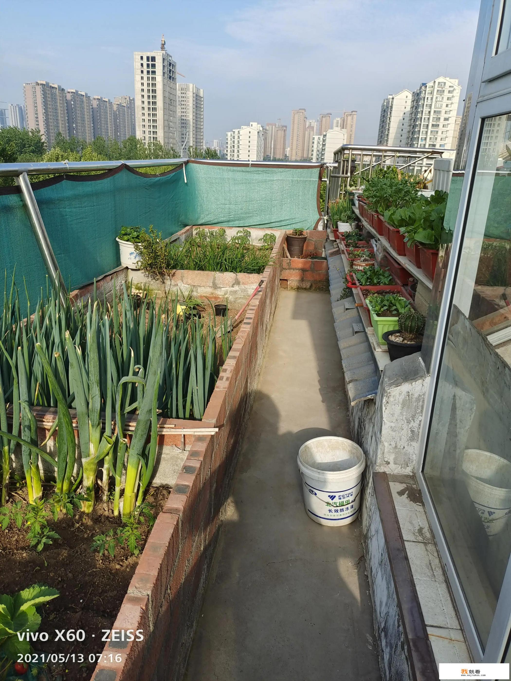 跟头菜学名叫什么？
