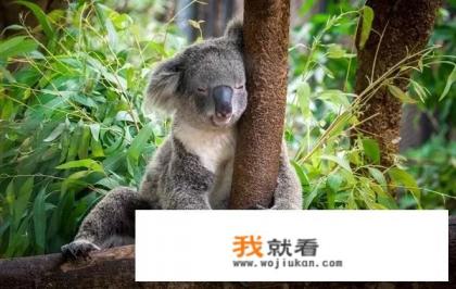 2023年10月个人可以前往澳洲旅行吗？