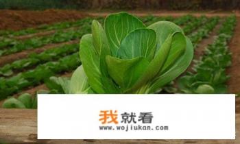 上海青青菜和油菜有什么不一样？