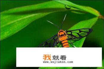 作为一名尼康单反的使用者，你觉得哪款微距镜头比较好？为什么？
