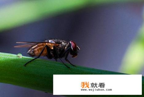 作为一名尼康单反的使用者，你觉得哪款微距镜头比较好？为什么？