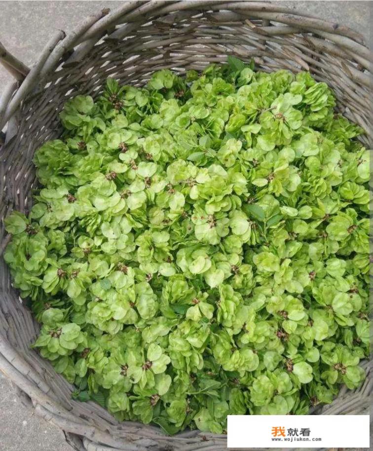 黄榆树线怎么做好吃？