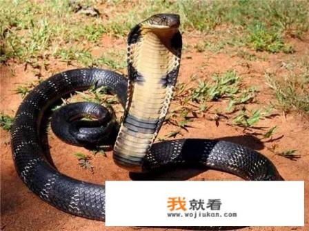 在农村老家看到一只过山峰蛇吃掉了银环蛇，过山峰蛇真的这么厉害吗？