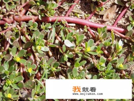 野生马齿苋的做法？
