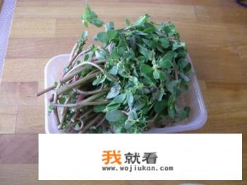 野生马齿苋的做法？