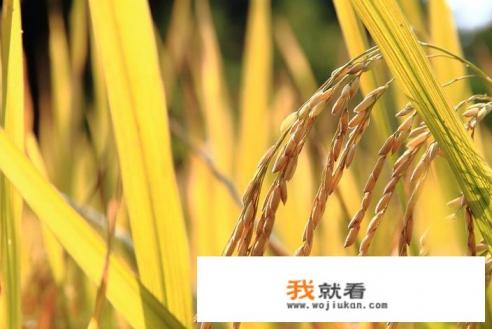 野生稻谷有多可怕？