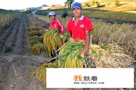 野生稻谷有多可怕？