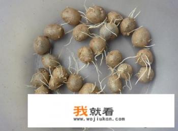 山药豆就是山药种子吗？直接种下去就可以吗？