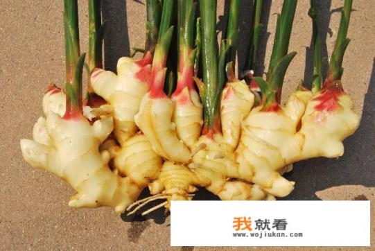 吃生姜能减肥吗？