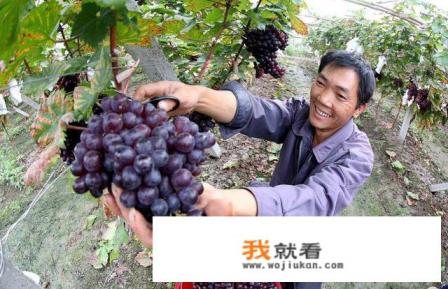 葡萄怎么清洗干净又好吃？