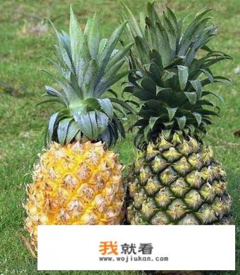 菠萝的谐音寓意？