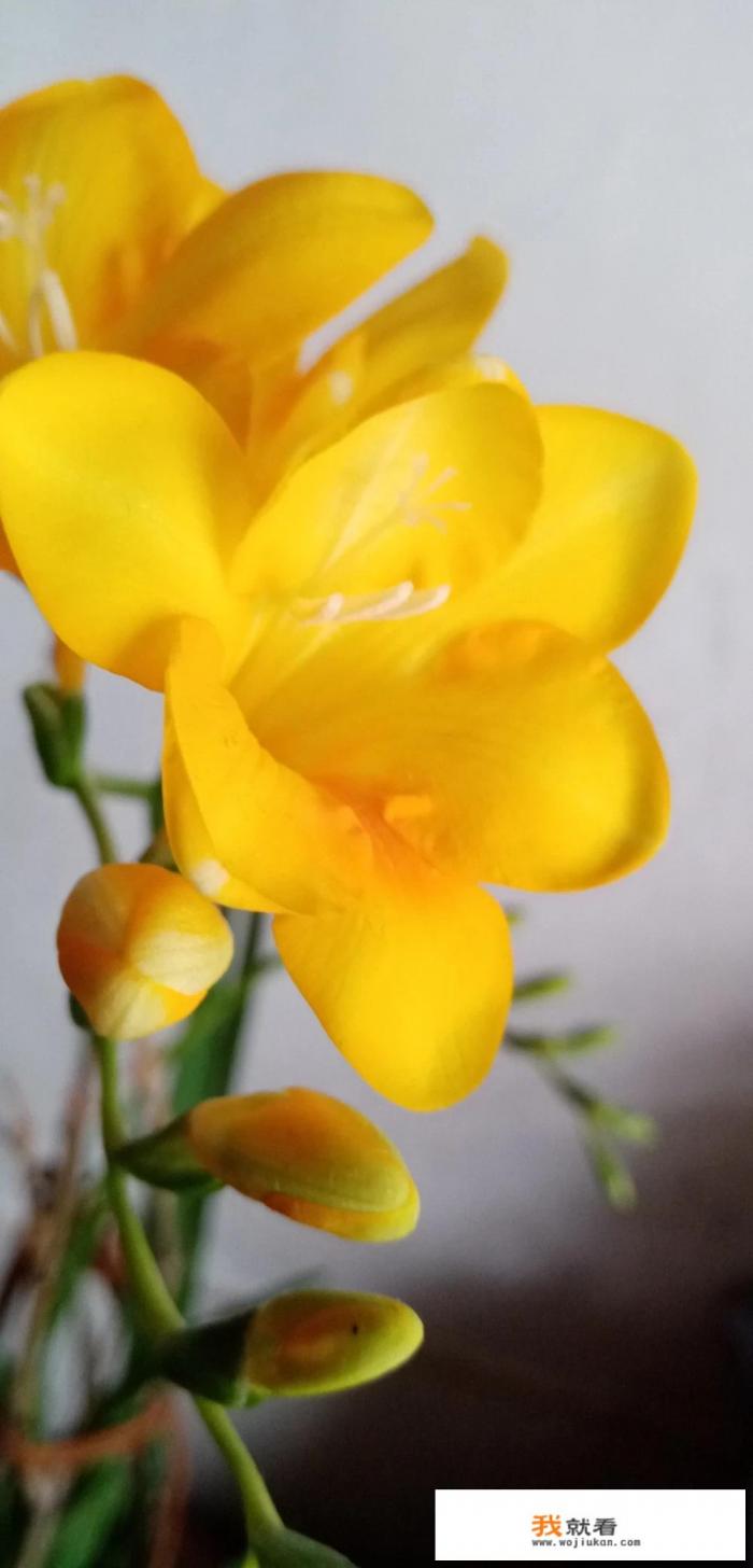 等你看懂黄花菜都凉了什么意思？