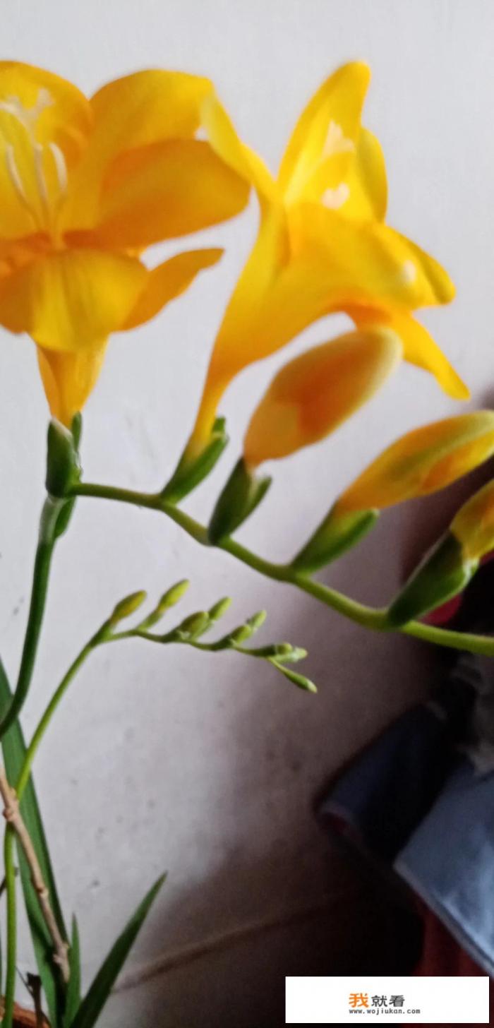 等你看懂黄花菜都凉了什么意思？