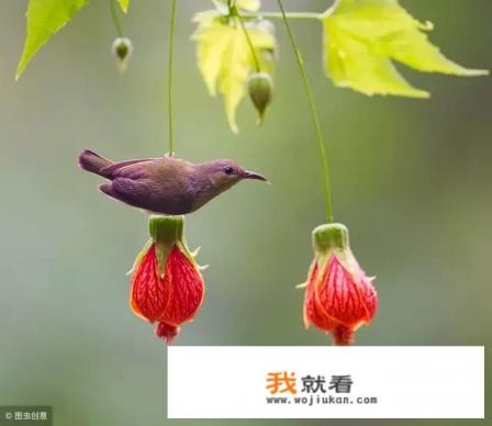 成年人喝哪个品牌的纯牛奶好？