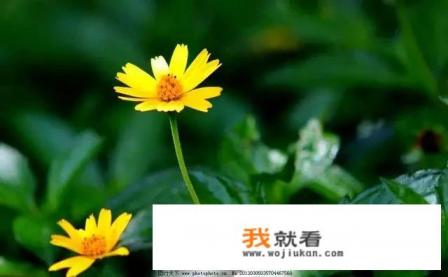 成年人喝哪个品牌的纯牛奶好？