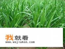 韭菜种植最简单的方法、？