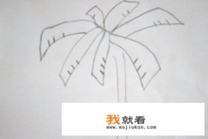 海边的椰子树简笔画画法？