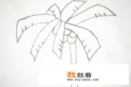 海边的椰子树简笔画画法？