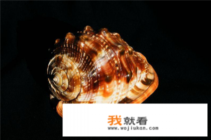 口袋妖怪，历代化石是那些？